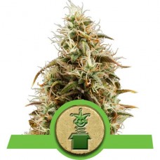 Royal Jack Auto - Royal Queen Seeds